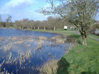 Newpark marsh